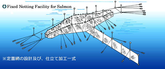 Fixed Netting Facility for Salmon